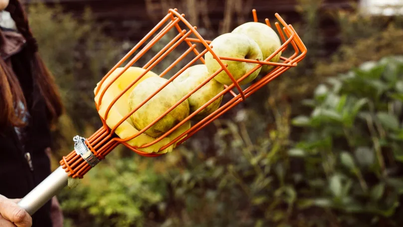 A wire fruit-picking basket full of apples, attached to a long handle for reaching tall tree branches.